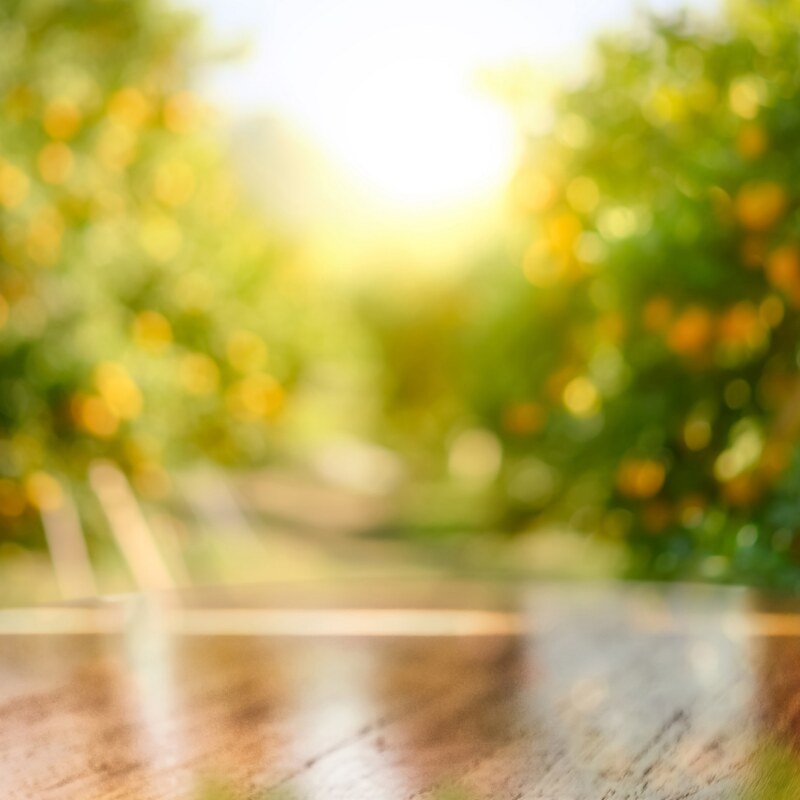 Empty wood table with free space over orange trees, orange field
